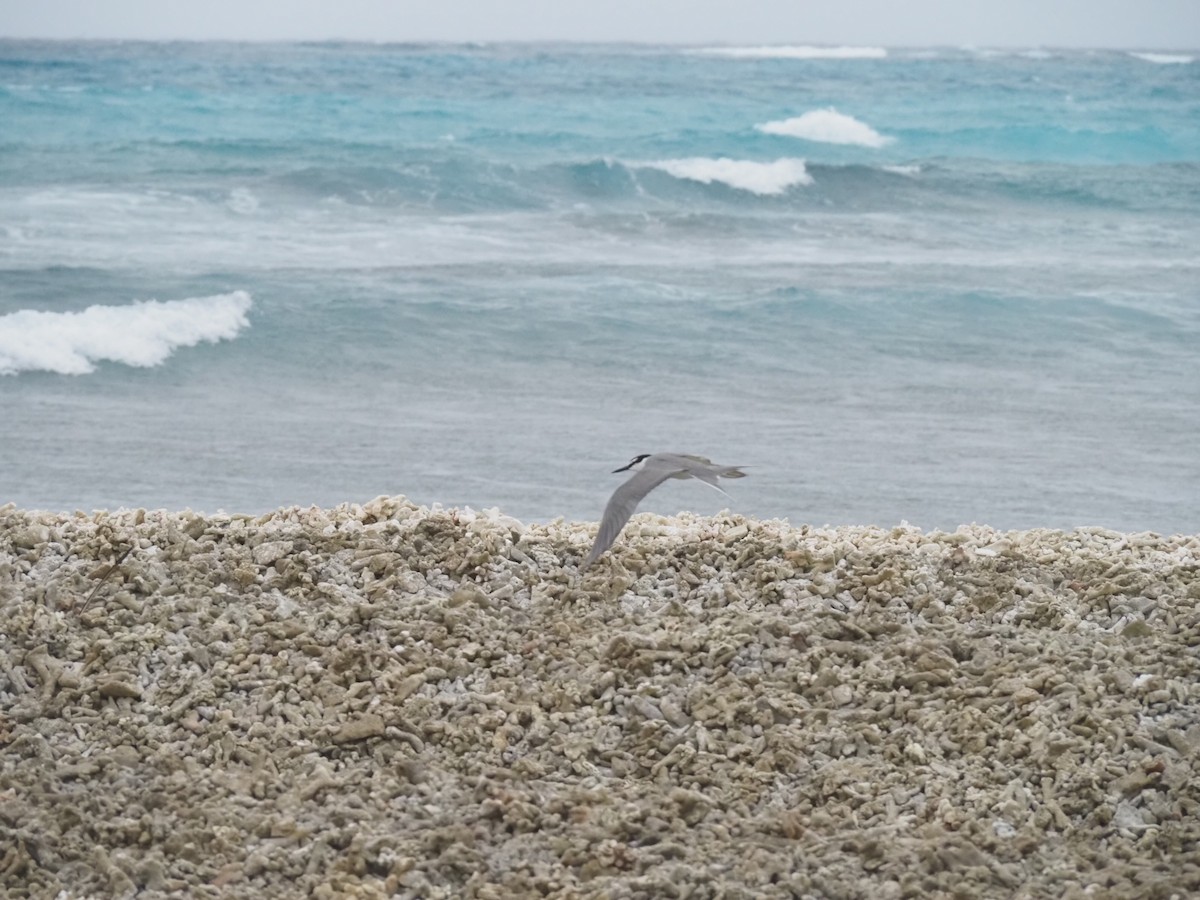 Gray-backed Tern - ML641464187