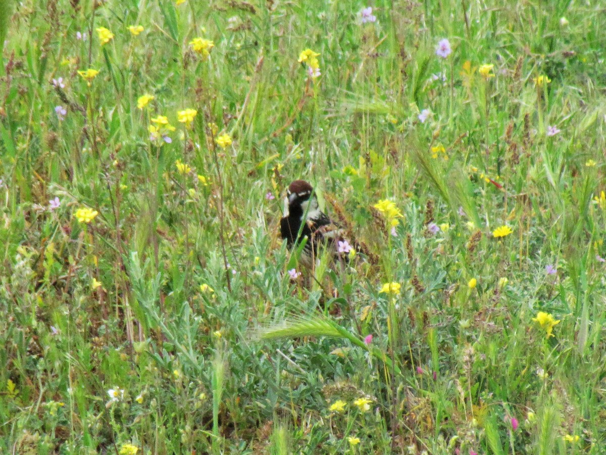 Spanish Sparrow - ML641464231