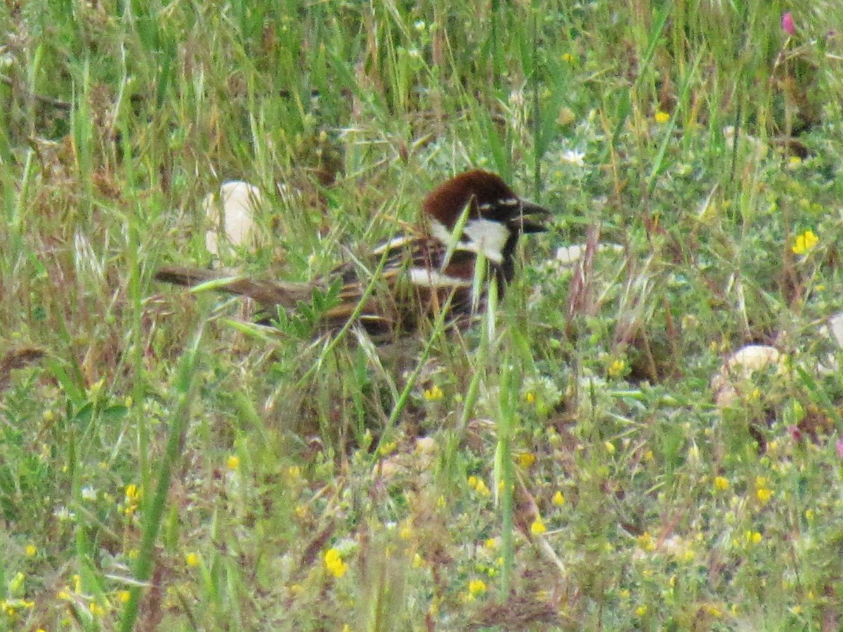 Spanish Sparrow - ML641464243