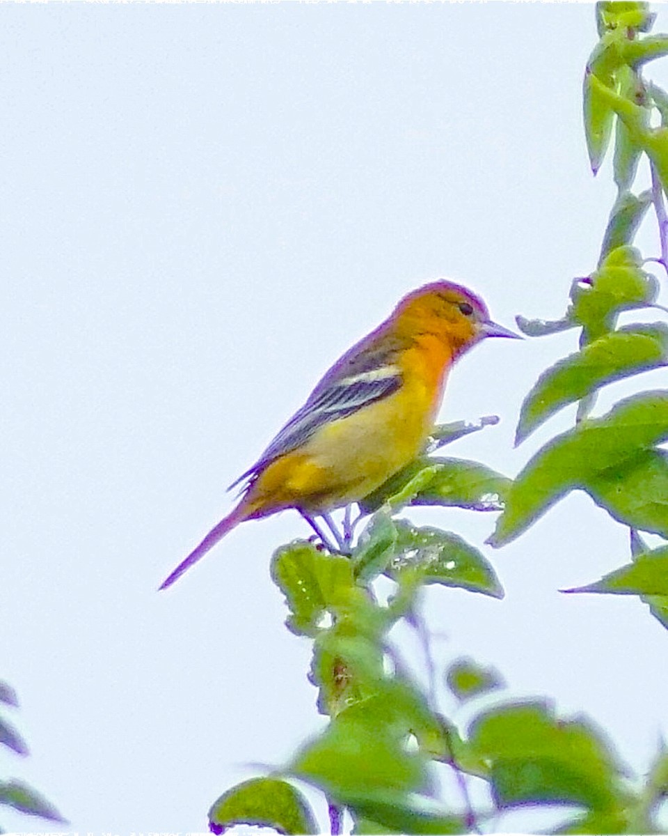 new world oriole sp. - ML641464272