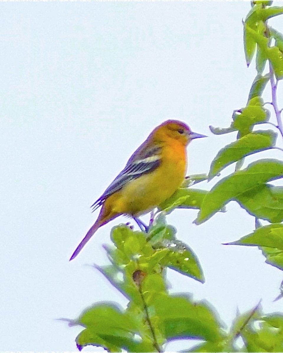new world oriole sp. - ML641464273