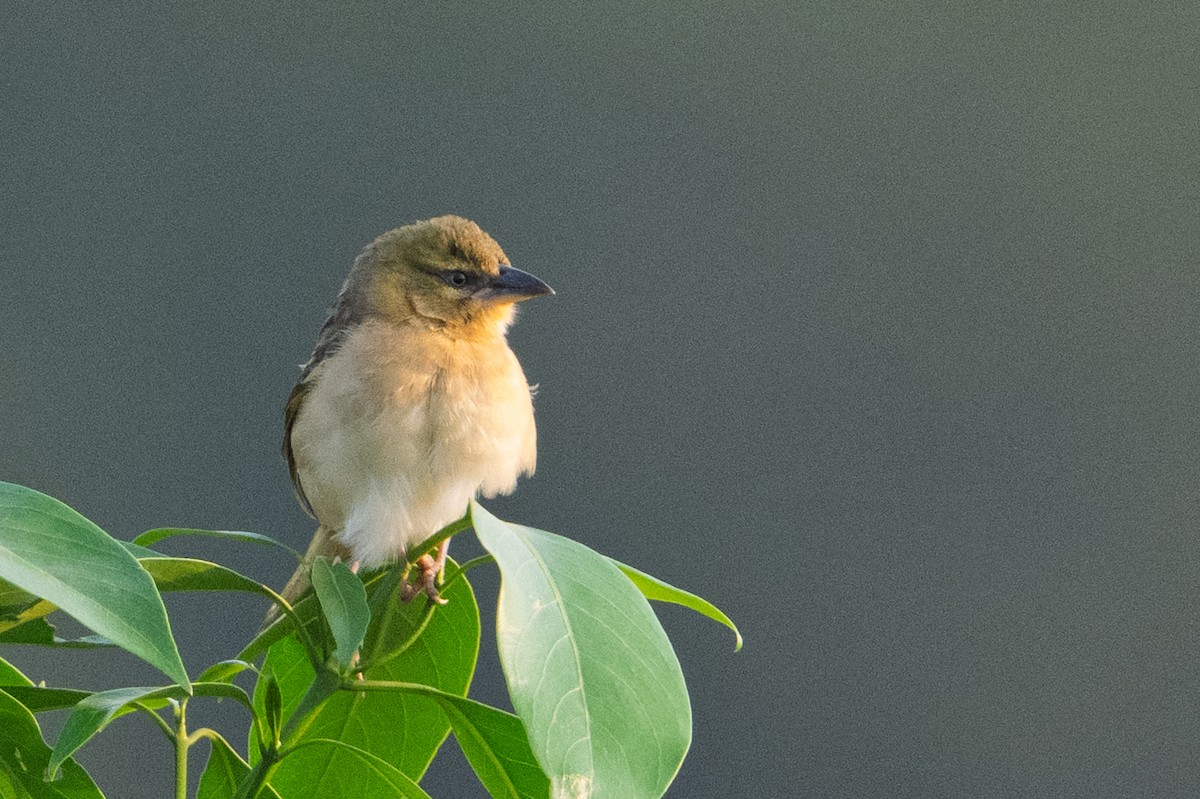 Black-headed Weaver - ML641464274
