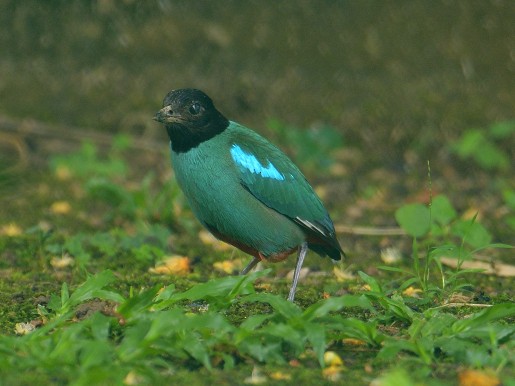 Western Hooded Pitta (Sunda) - ML641464276