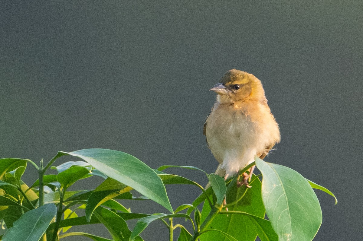 Black-headed Weaver - ML641464277