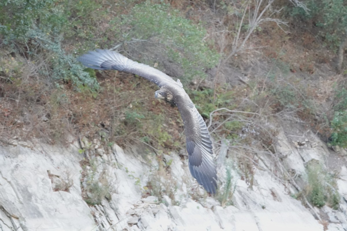 Bald Eagle - ML641464290