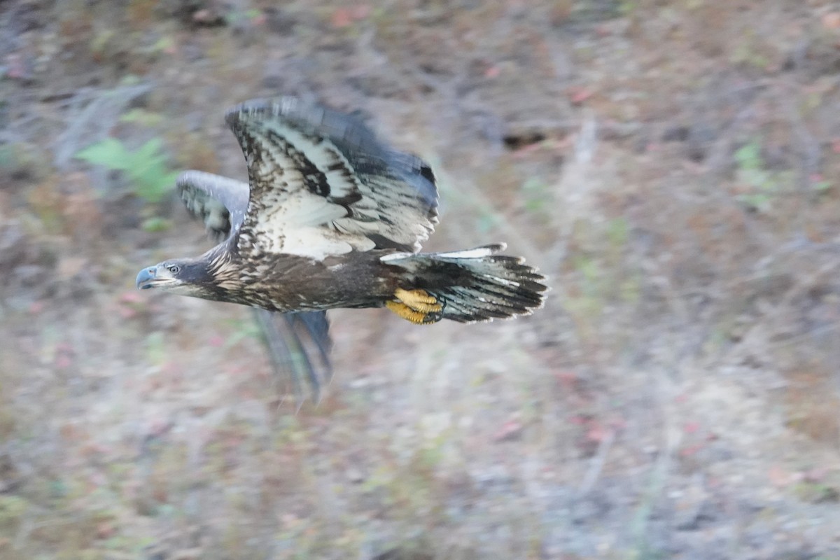 Bald Eagle - ML641464291