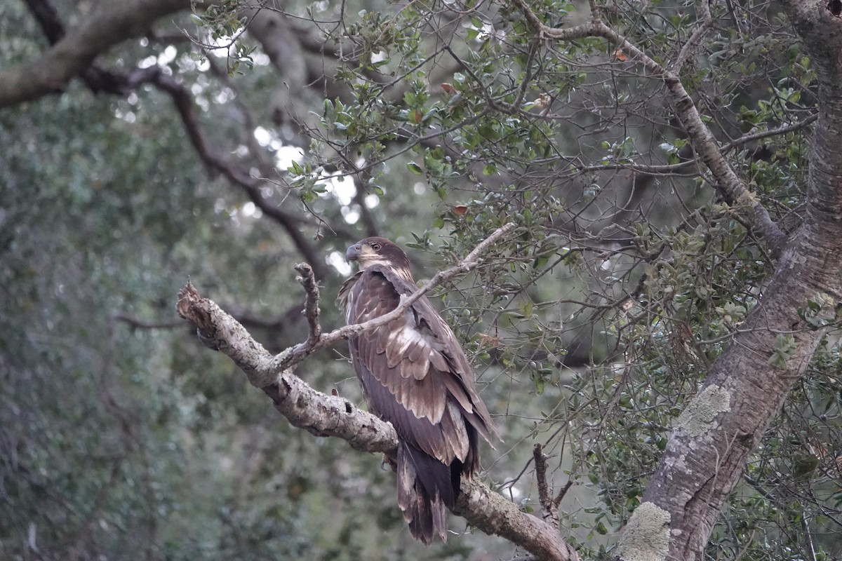 Bald Eagle - ML641464292