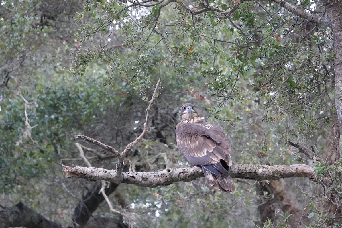 Bald Eagle - ML641464293