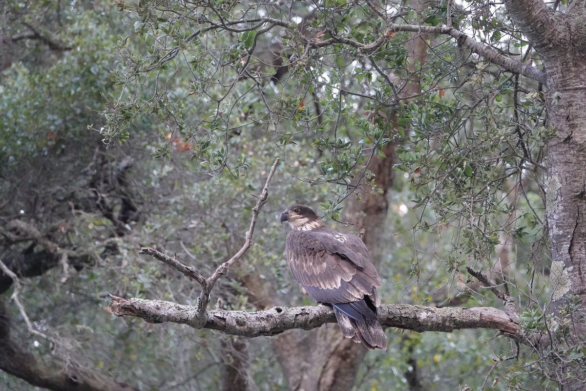 Bald Eagle - ML641464294