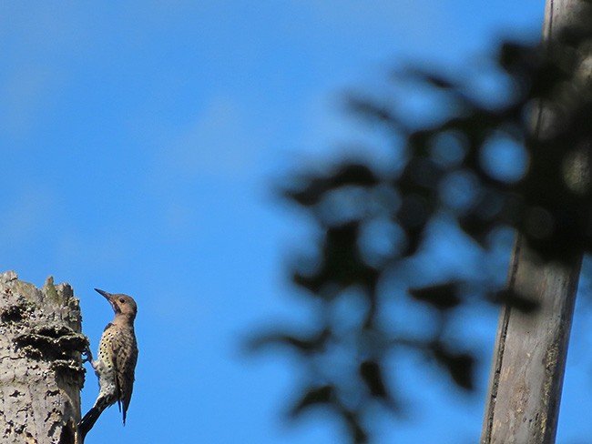 Northern Flicker - ML641464307