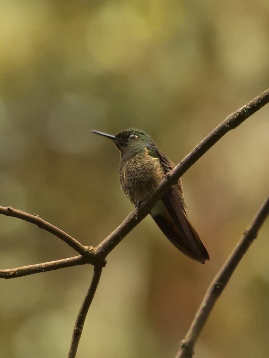 Colibri flavescent - ML641464321