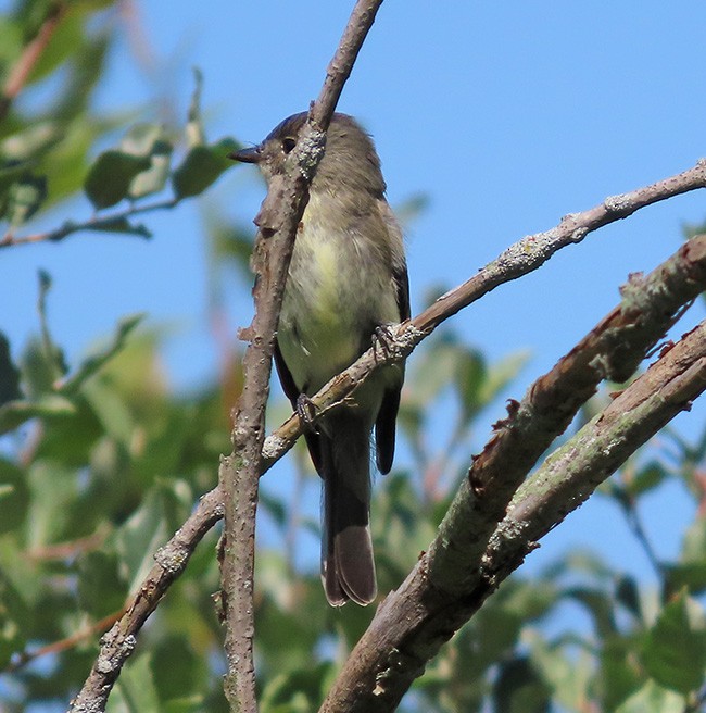 Eastern Wood-Pewee - ML641464322