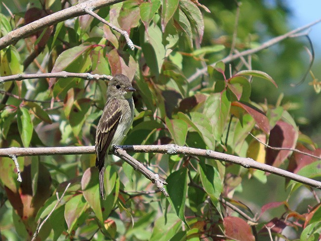 Eastern Wood-Pewee - ML641464334