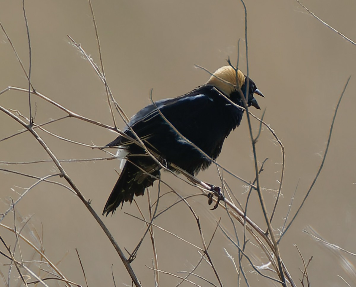 Bobolink - ML641464373