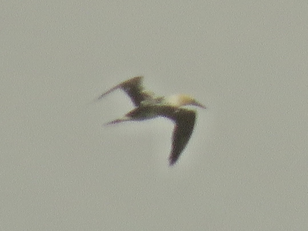 Northern Gannet - ML641464381
