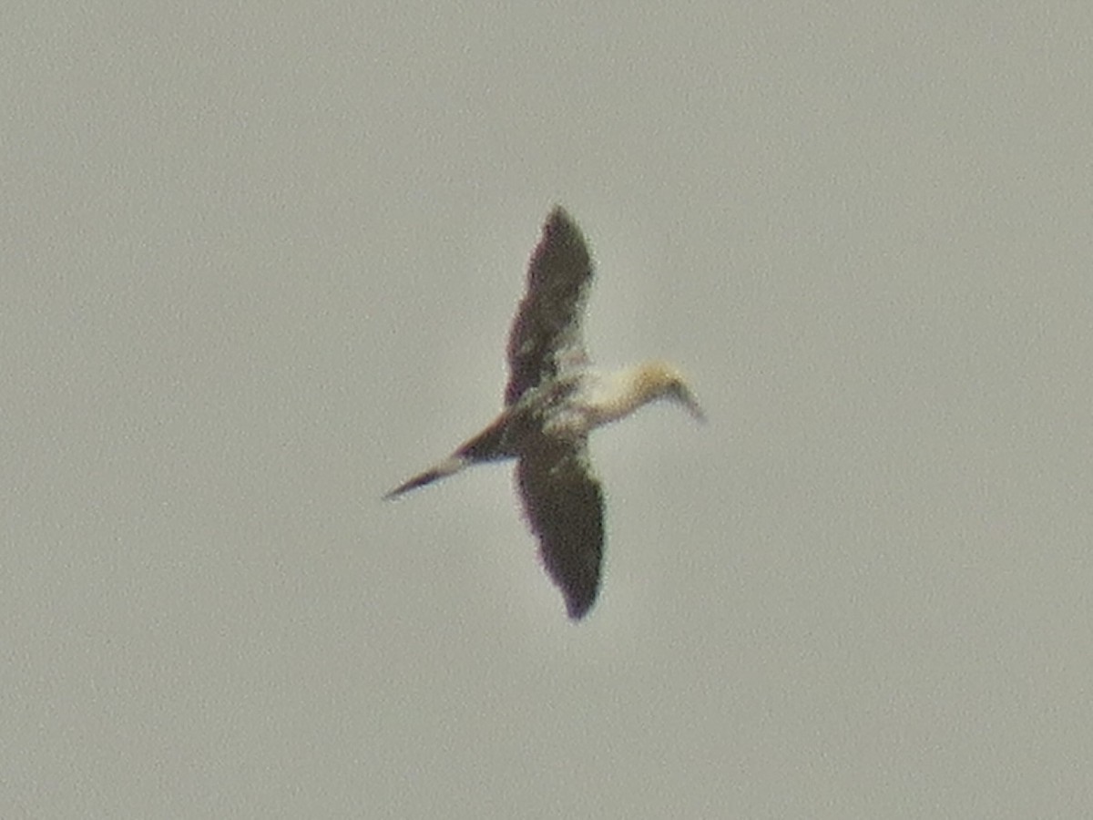 Northern Gannet - ML641464382