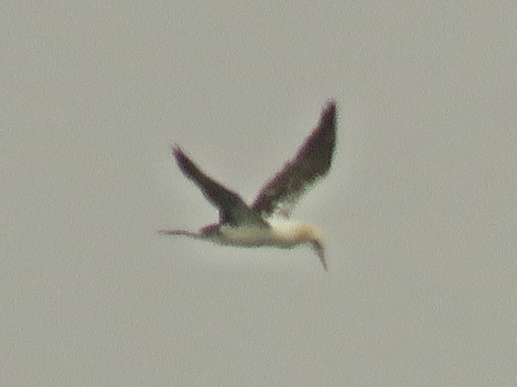 Northern Gannet - ML641464383