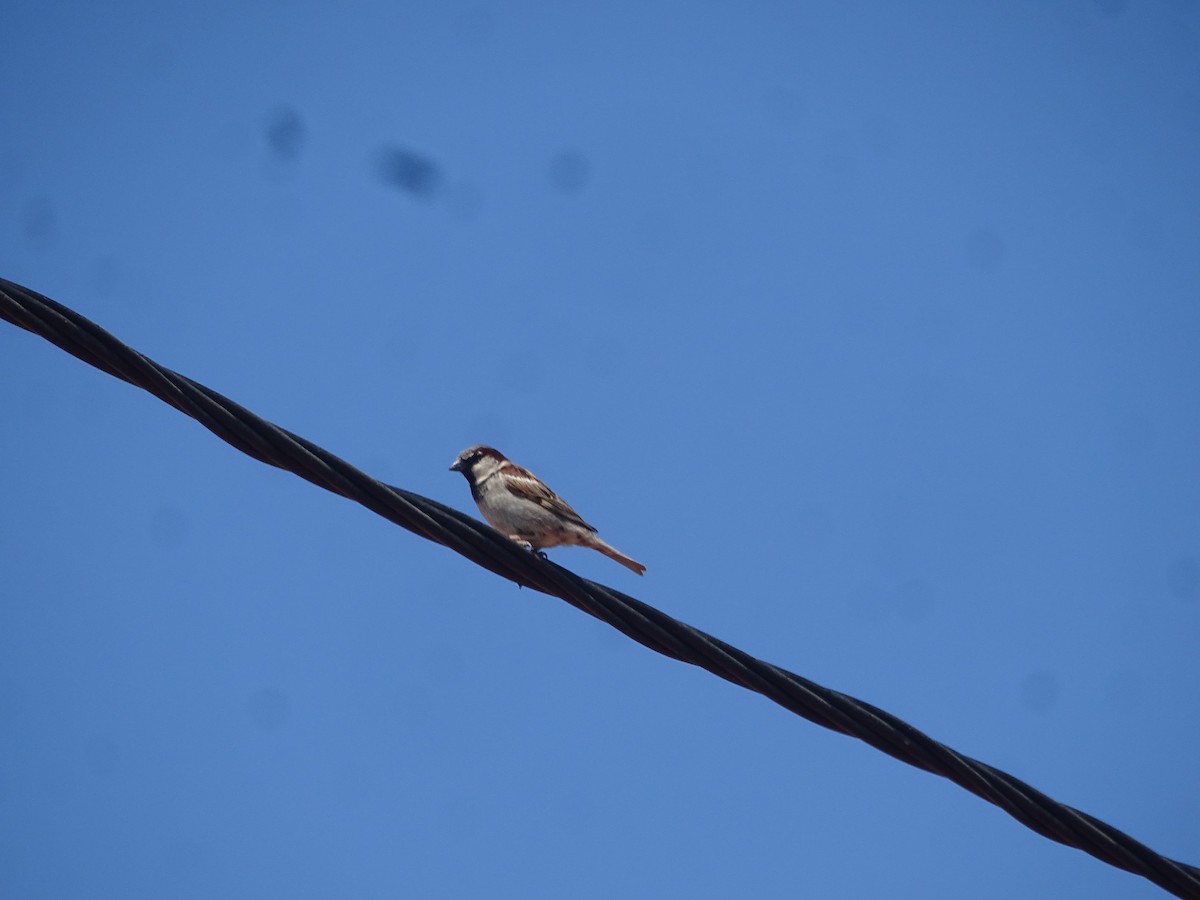 Moineau domestique - ML641464403