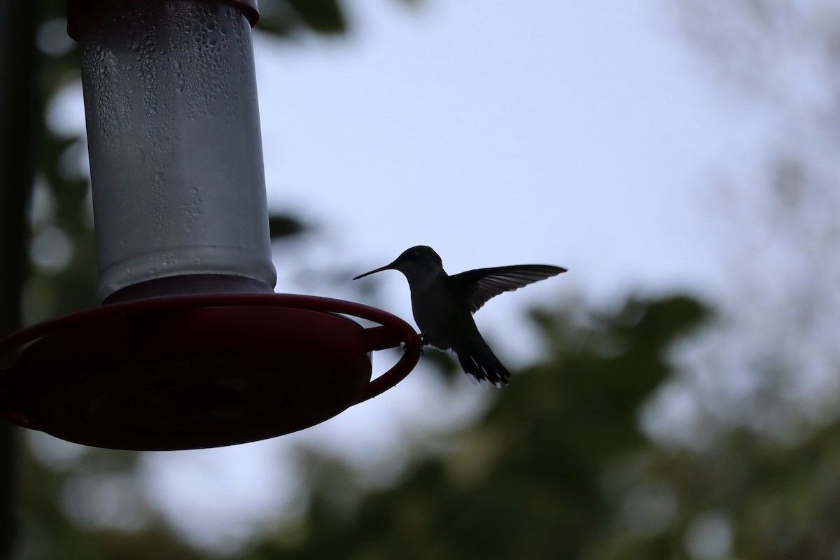 Ruby-throated Hummingbird - ML641464407