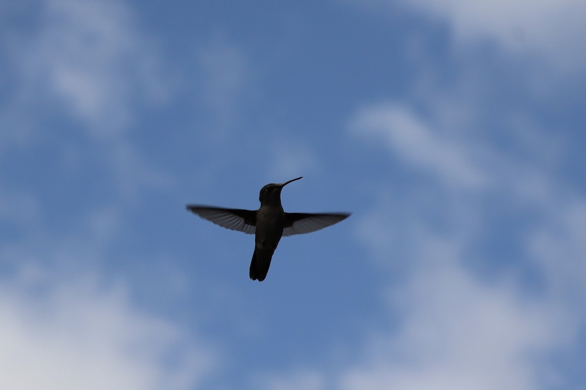 Ruby-throated Hummingbird - ML641464409