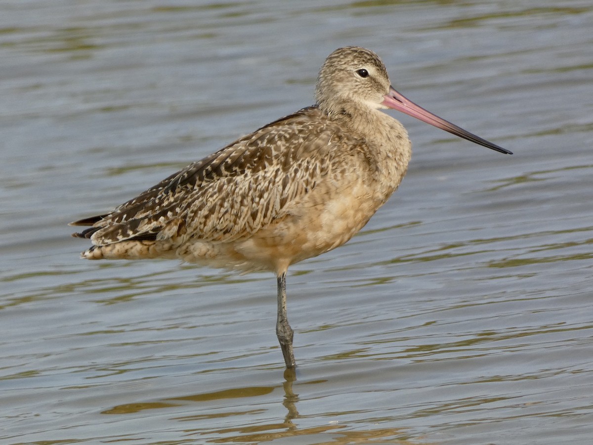 Marbled Godwit - ML641464412