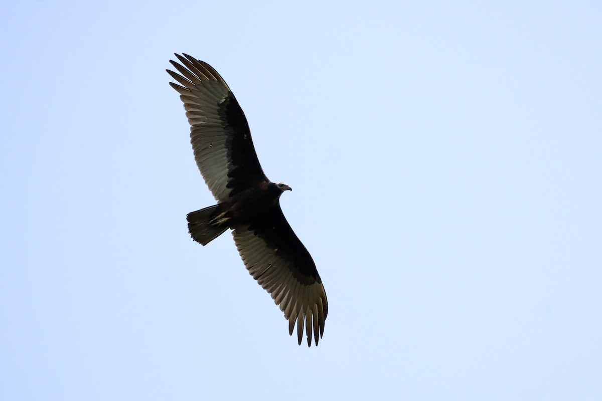 Turkey Vulture - ML641464417