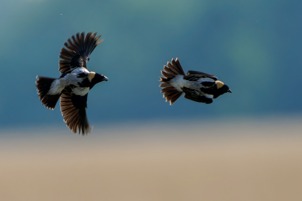 Bobolink - ML641464421