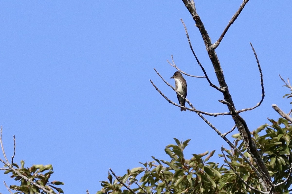 Olive-sided Flycatcher - ML641464423