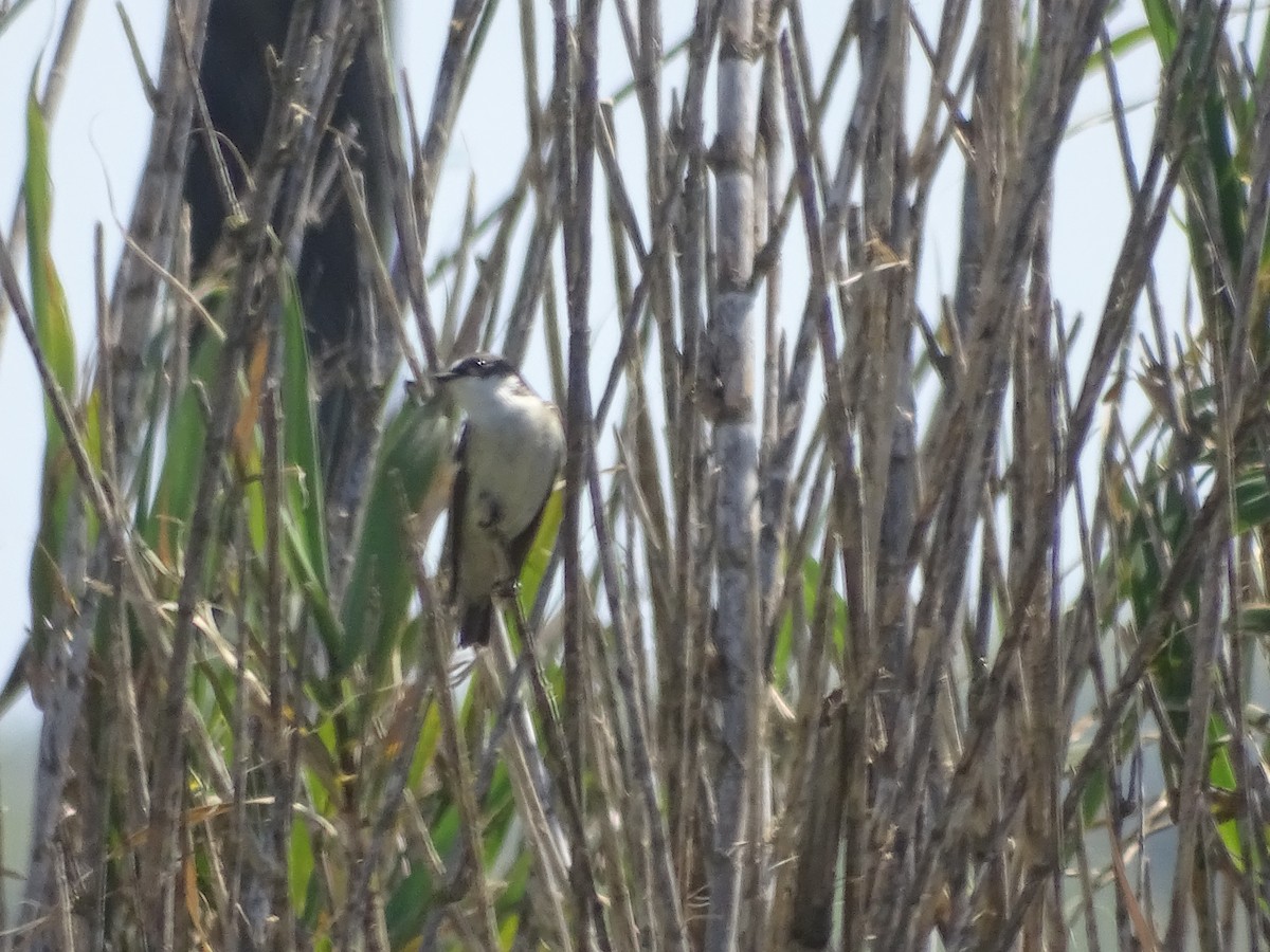 European Pied Flycatcher - ML641464424