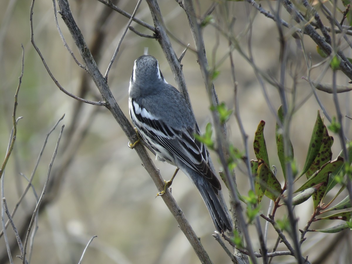 Yellow-throated Warbler - ML641464442