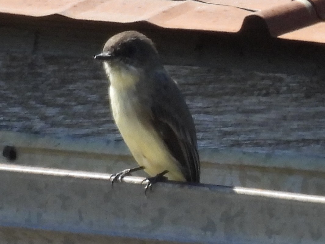 Eastern Phoebe - ML641464444