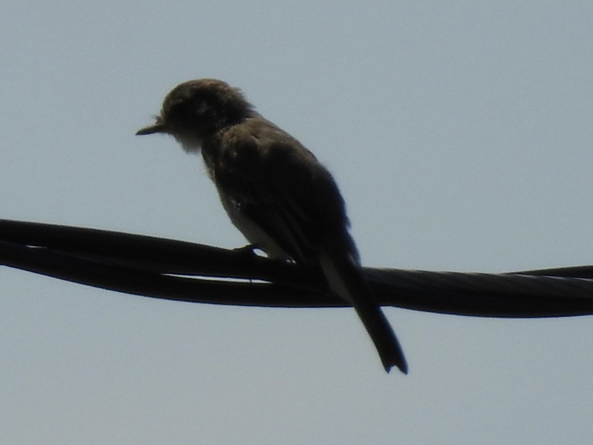 Eastern Phoebe - ML641464445