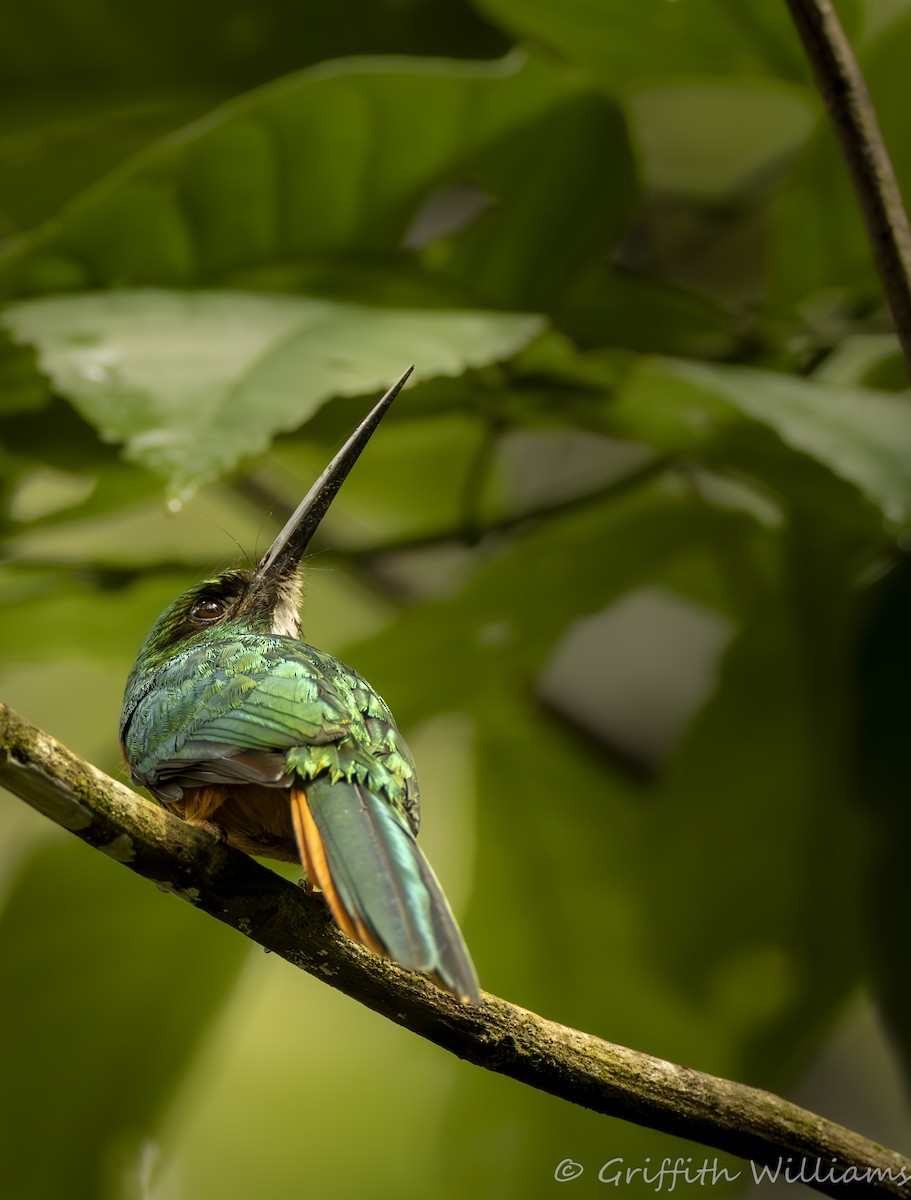 Rufous-tailed Jacamar - ML641464446