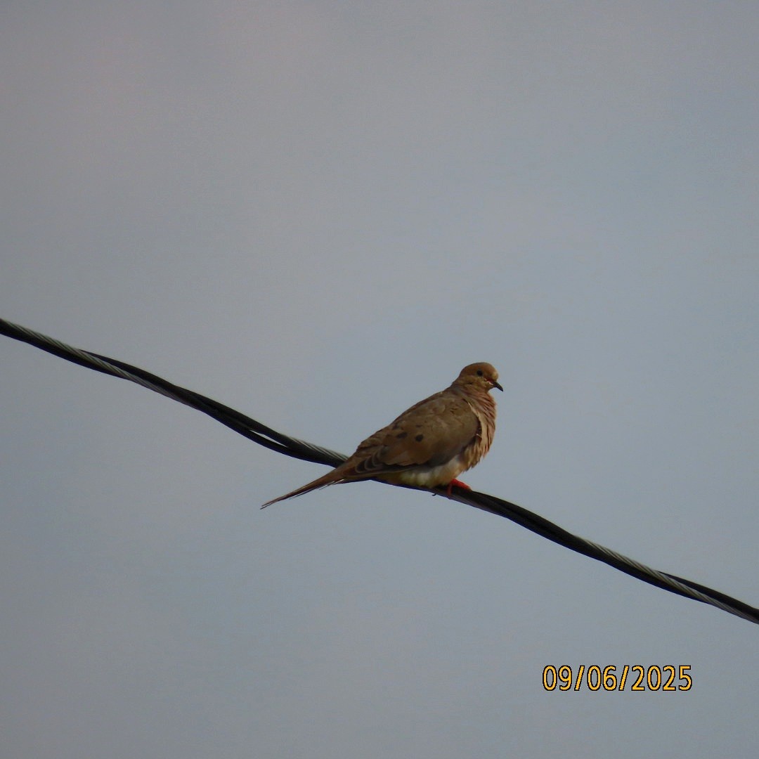 Mourning Dove - ML641464447