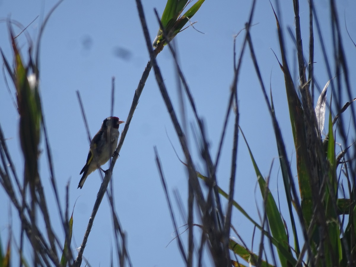 European Goldfinch - ML641464449