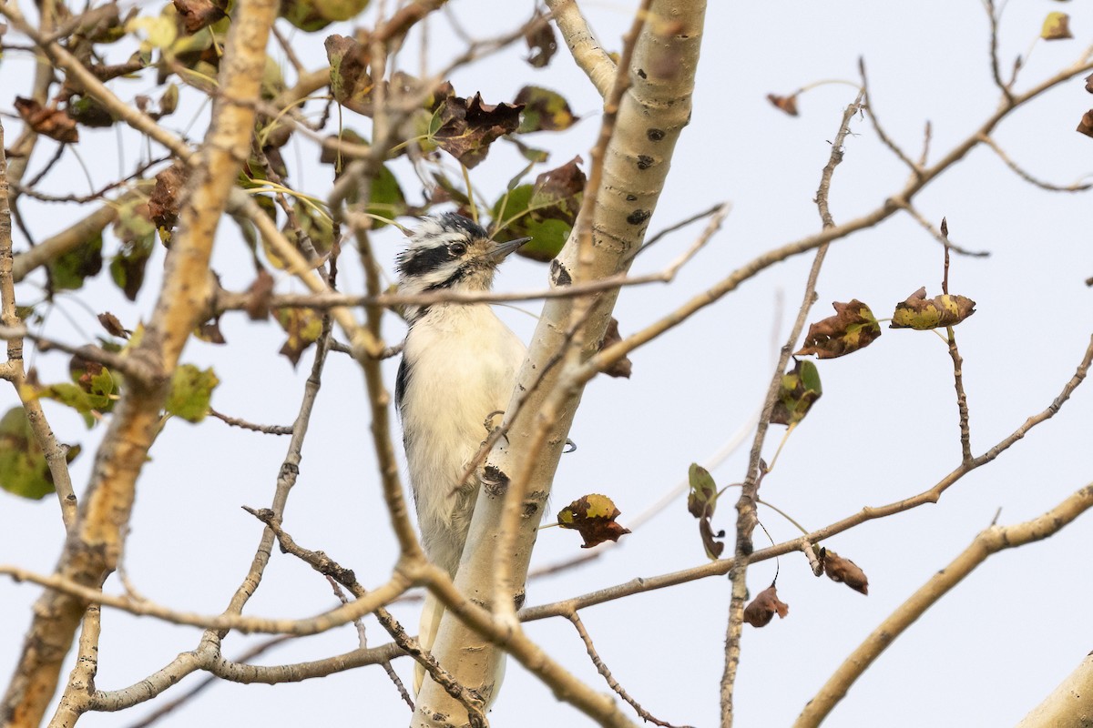 Downy x Hairy Woodpecker (hybrid) - ML641464450