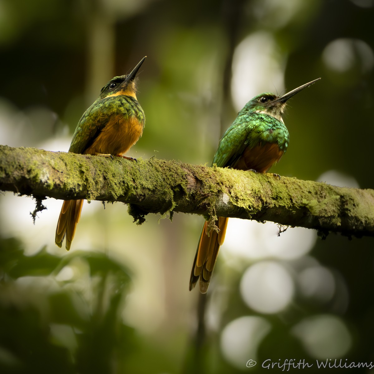 Rufous-tailed Jacamar - ML641464451