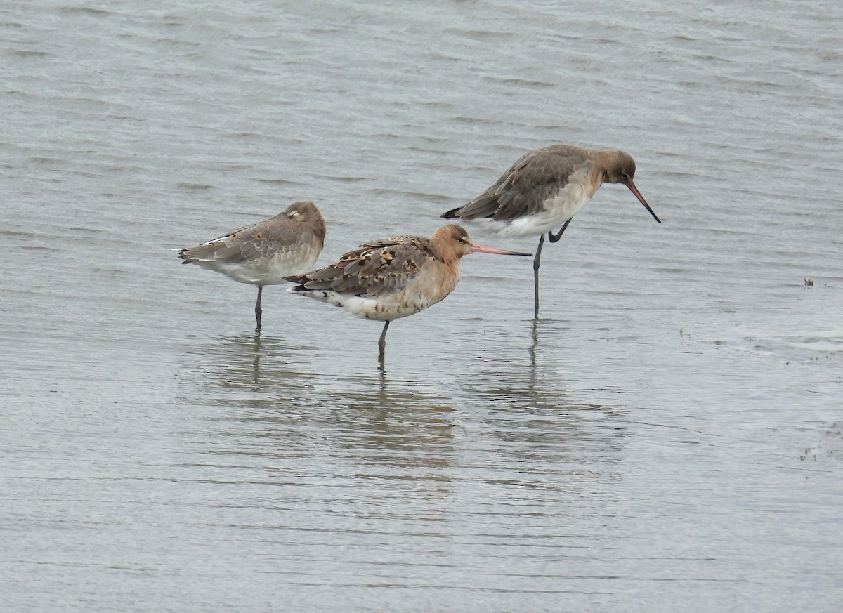 Black-tailed Godwit - ML641464452