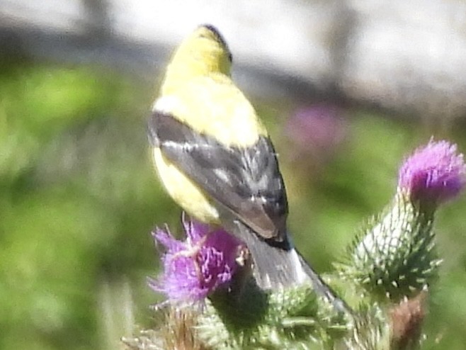 American Goldfinch - ML641464453