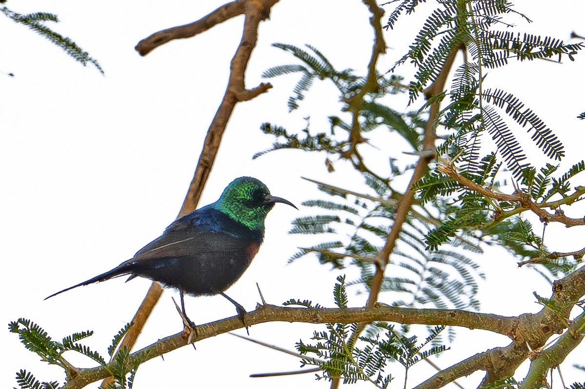 Red-chested Sunbird - ML641464456