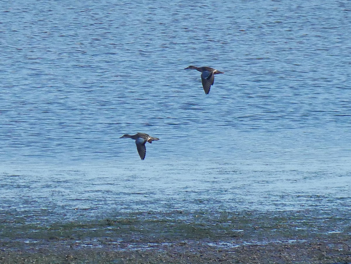 Blue-winged Teal - ML641464457