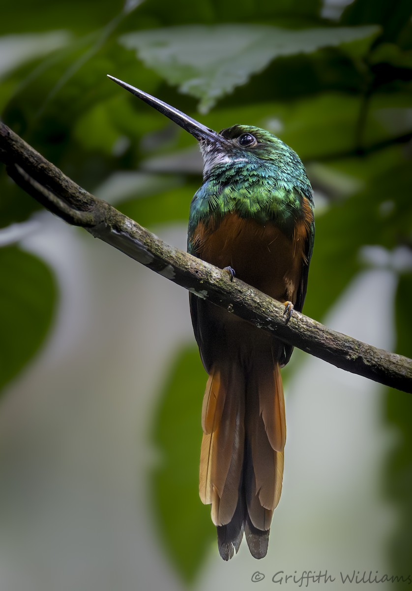 Rufous-tailed Jacamar - ML641464458