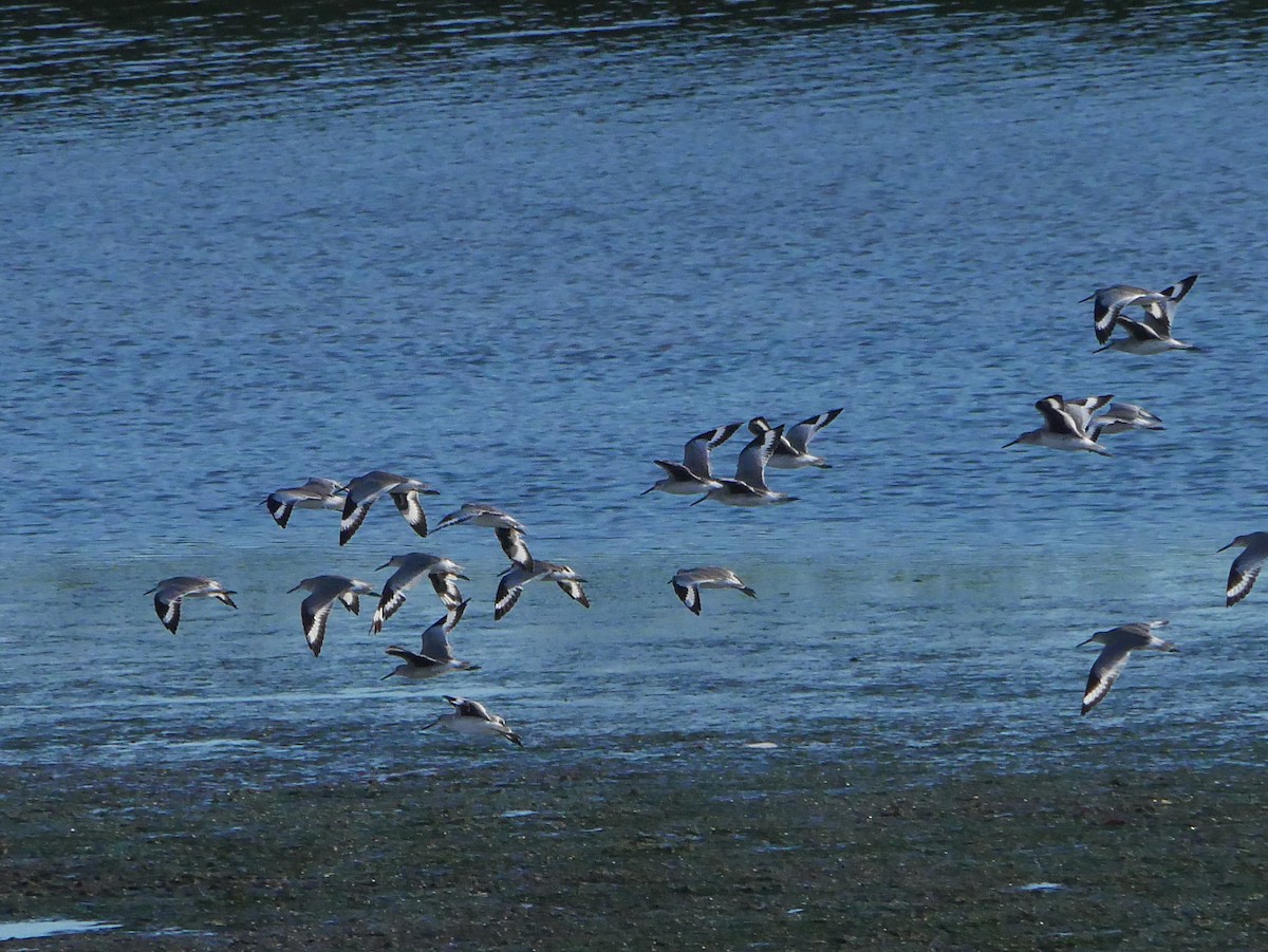 Willet - ML641464459