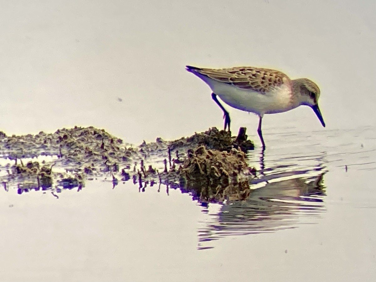 Semipalmated Sandpiper - ML641464460