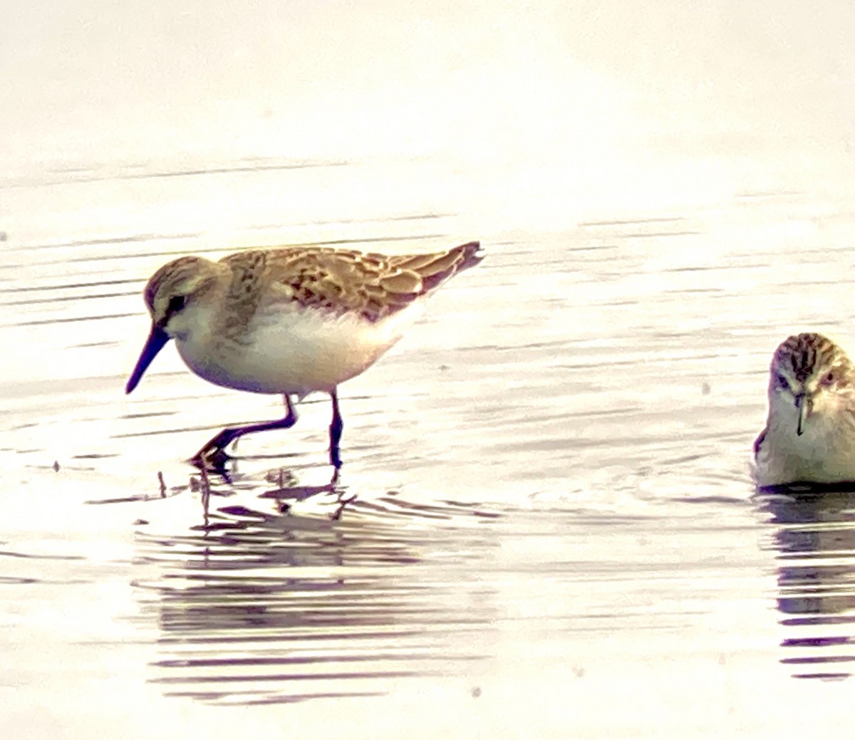 Semipalmated Sandpiper - ML641464461