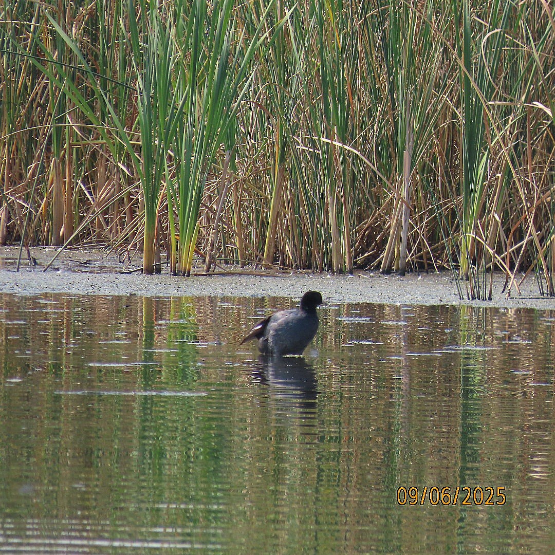 American Coot - ML641464462