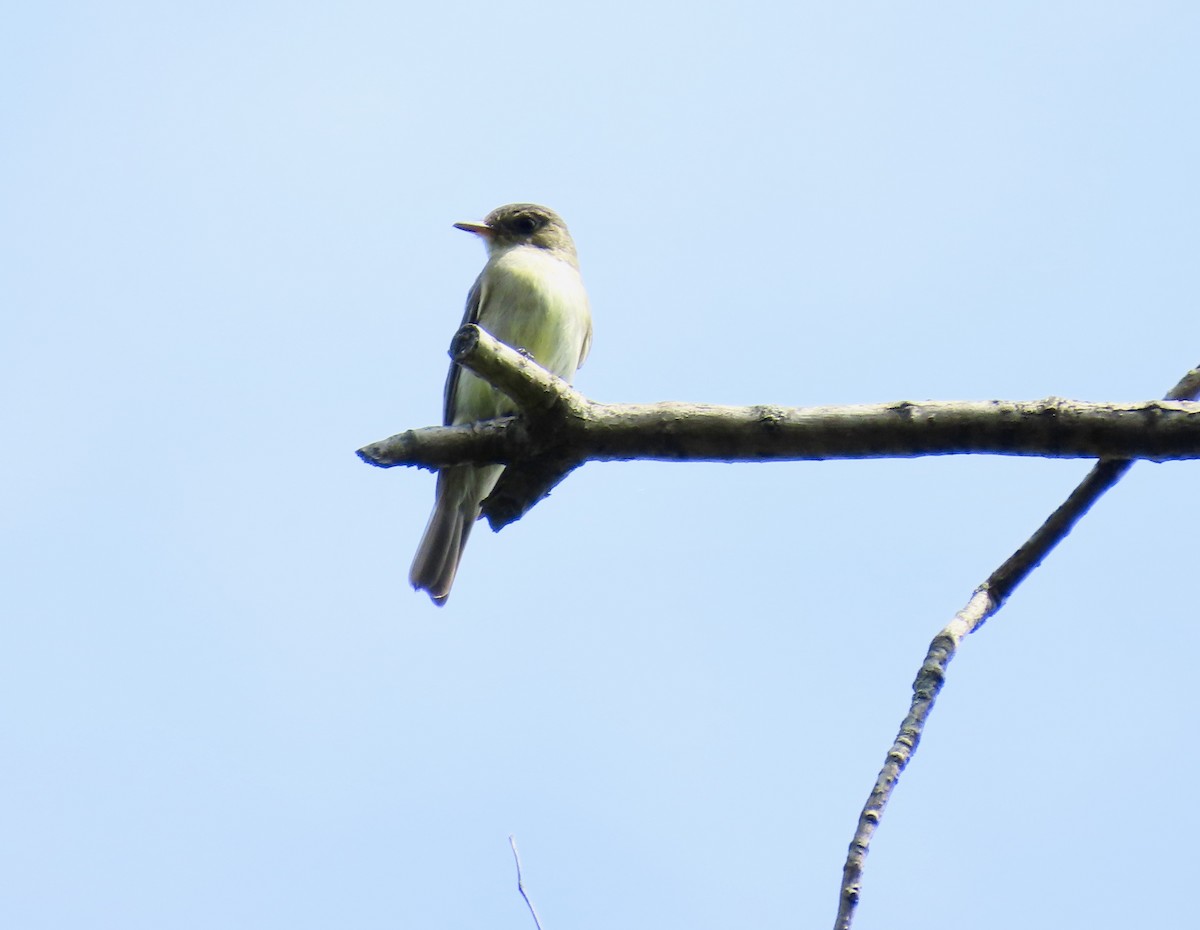 Eastern Wood-Pewee - ML641464463