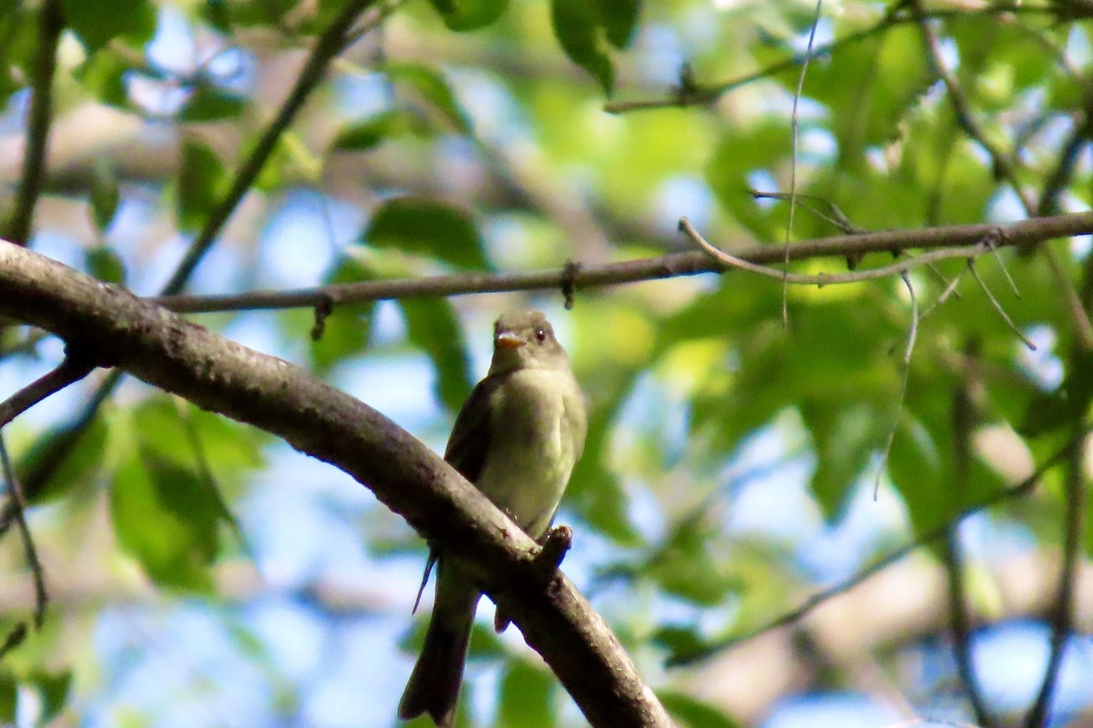 Eastern Wood-Pewee - ML641464464