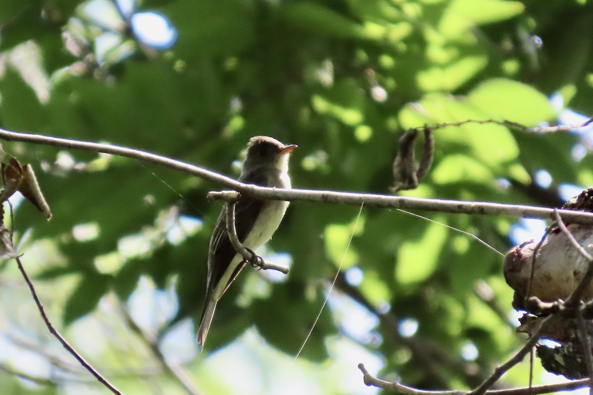 Eastern Wood-Pewee - ML641464465