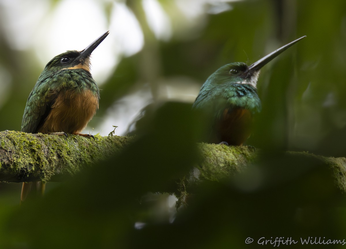 Rufous-tailed Jacamar - ML641464466